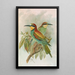 Merops apiaster - Johann Friedrich Naumann — ingelijst kunstwerk aan de muur