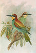 Merops apiaster - Johann Friedrich Naumann — weergave van het kunstwerk