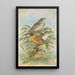 Miliaria calandra Emberiza melanocephala Scopoli - Johann Friedrich Naumann — ingelijst kunstwerk aan de muur