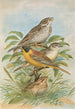 Miliaria calandra Emberiza melanocephala Scopoli - Johann Friedrich Naumann — weergave van het kunstwerk
