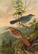 Mimus carolinensis Harporhynchus rufus - Johann Friedrich Naumann — weergave van het kunstwerk