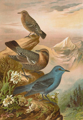 Johann Friedrich Naumann - Monticola cyanus.webp