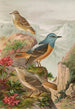 Monticola saxatilis - Johann Friedrich Naumann — weergave van het kunstwerk