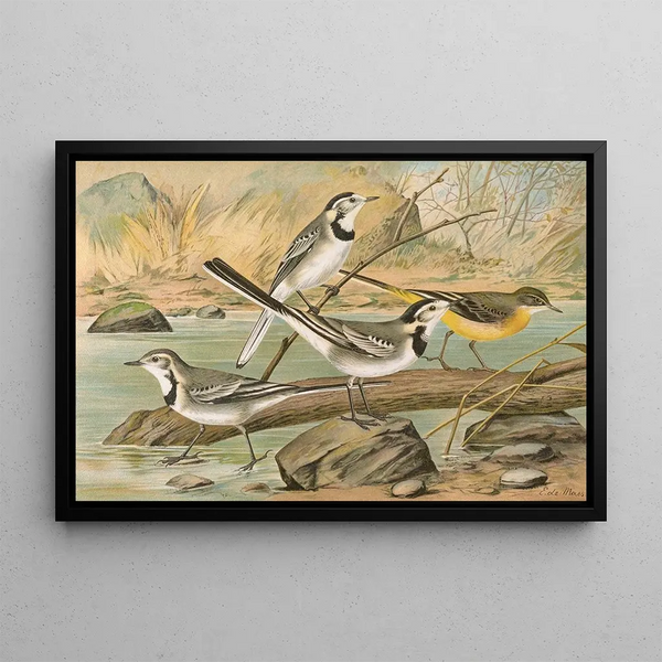 Johann Friedrich Naumann - Motacilla alba Motacilla boarula.webp