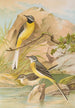 Motacilla boarula - Johann Friedrich Naumann — weergave van het kunstwerk