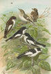 Muscicapa atricapill Muscicapa collaris semitorquata Muscicapa collaris Bechst - Johann Friedrich Naumann — weergave van het kunstwerk