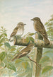 Muscicapa grisola Muscicapa atricapilla - Johann Friedrich Naumann — weergave van het kunstwerk