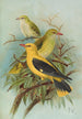 Oriolus oriolus - Johann Friedrich Naumann — weergave van het kunstwerk