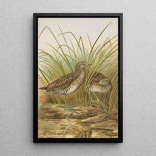 Johann Friedrich Naumann - Ortygometra porzana.webp