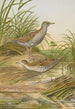 Ortygometra pusilla - Johann Friedrich Naumann — weergave van het kunstwerk