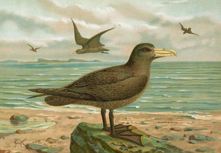 Johann Friedrich Naumann - Ossifraga gigantea GMEL RiesenSturmvogel.webp
