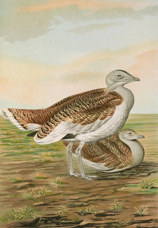 Johann Friedrich Naumann - Otis tarda.webp