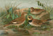 Otocorys alpestris L Melanocorypha sibirica - Johann Friedrich Naumann — weergave van het kunstwerk