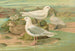 Pagophila eburnea, Phipps, Larus leucopterus, Faber - Johann Friedrich Naumann — weergave van het kunstwerk