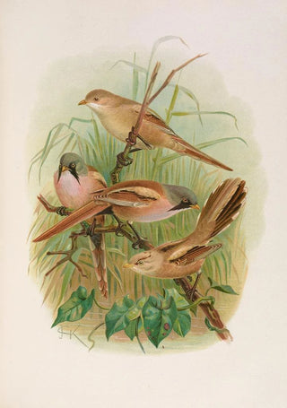 Johann Friedrich Naumann - Panurus biarmicus.webp