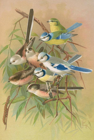 Johann Friedrich Naumann - Parus coeruleus Aegithalus caudatus caudatus vagans caudatus Irbyi Parus cyanus Pall.webp