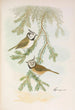 Parus cristatus - Johann Friedrich Naumann — weergave van het kunstwerk