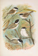 Parus salicarius montanus borealis Liljeborg Dresseri meridionalis Liljeborg - Johann Friedrich Naumann — weergave van het kunstwerk