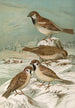 Passer domesticus Passer montanus - Johann Friedrich Naumann — weergave van het kunstwerk