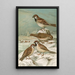 Passer domesticus Passer montanus - Johann Friedrich Naumann — ingelijst kunstwerk aan de muur