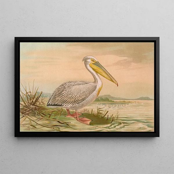 Johann Friedrich Naumann - Pelecanus onocrotalus.webp