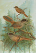 Perisoreus infaustus - Johann Friedrich Naumann — weergave van het kunstwerk