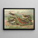Phalaropus fulicarius Phalaropus lobatus - Johann Friedrich Naumann — ingelijst kunstwerk aan de muur