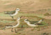 Phalaropus fulicarius, Phalaropus lobatus, Calidris arenaria - Johann Friedrich Naumann — weergave van het kunstwerk