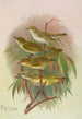Phylloscopus Bonnellii coronatus trochilus sibilator - Johann Friedrich Naumann — weergave van het kunstwerk