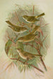 Phylloscopus proregulus superciliosus rufus tristis Blyth - Johann Friedrich Naumann — weergave van het kunstwerk