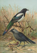 Pica pica Lycus monedula - Johann Friedrich Naumann — weergave van het kunstwerk