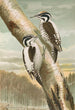Picoides tridactylus - Johann Friedrich Naumann — weergave van het kunstwerk