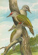 Picus canus - Johann Friedrich Naumann — weergave van het kunstwerk