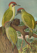 Picus viridis - Johann Friedrich Naumann — weergave van het kunstwerk