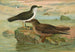 Puffinus puffinus Brunn Puffinus griseus - Johann Friedrich Naumann — weergave van het kunstwerk