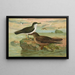 Puffinus puffinus Brunn Puffinus griseus - Johann Friedrich Naumann — ingelijst kunstwerk aan de muur