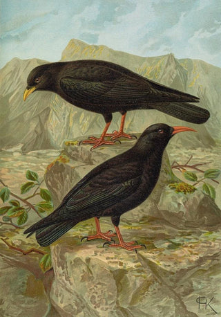 Johann Friedrich Naumann - Pyrrhocorax pyrrhocorax Pyrrhocorax graculus.webp