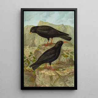 Johann Friedrich Naumann - Pyrrhocorax pyrrhocorax Pyrrhocorax graculus.webp