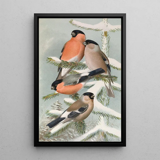 Johann Friedrich Naumann - Pyrrhula pyrrhula Pyrrhula pyrrhula europaea.webp