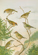 Regulus ignicapillus Regulus regulus - Johann Friedrich Naumann — weergave van het kunstwerk