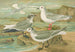 Rhodostethia rosea Xema Sabinei Sab Rissa tridactyla Larus leucopterus Faber - Johann Friedrich Naumann — weergave van het kunstwerk