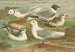 Rhodostethia rosea, Xema sabinii, Sabine, Rissa tridactyla - Johann Friedrich Naumann — weergave van het kunstwerk