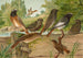 Ruticilla titys Ruticilla phoenicurus - Johann Friedrich Naumann — weergave van het kunstwerk