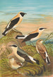 Saxicola stapazina Saxicola aurita Saxicola oenanthe - Johann Friedrich Naumann — weergave van het kunstwerk