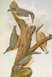 Sitta europaea caesia Sitta europaea L - Johann Friedrich Naumann — weergave van het kunstwerk
