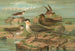 Stercorarius longicaudus Vieill Stercorarius parasiticus - Johann Friedrich Naumann — weergave van het kunstwerk