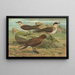 van Stercorarius parasiticus, Stercorarius skua, Brünn, Stercorarius pomarinus, Moyen labbe - Johann Friedrich Naumann — ingelijst kunstwerk aan de muur