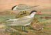 Sterna media Horsf Sterna tschegrava Lepech - Johann Friedrich Naumann — weergave van het kunstwerk