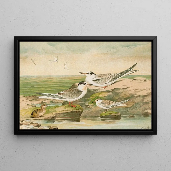 Johann Friedrich Naumann - Sterna minuta Sterna macrura Sterna hirundo.webp