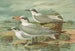 Sterne tschegrava Lepech, Sterne cantiaca Gm, Sterne nilotica Hasselqu - Johann Friedrich Naumann — weergave van het kunstwerk